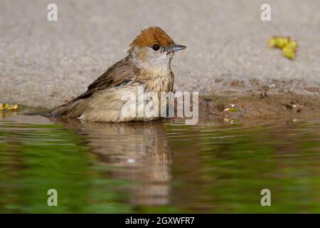 Nettes Weibchen von eurasischer Schwarzmütze, sylvia atricapilla, allein am Wasser sitzend. Spiegelung von gekräuselten Vögeln, die im See baden. Tier mit orangefarbenem c Stockfoto