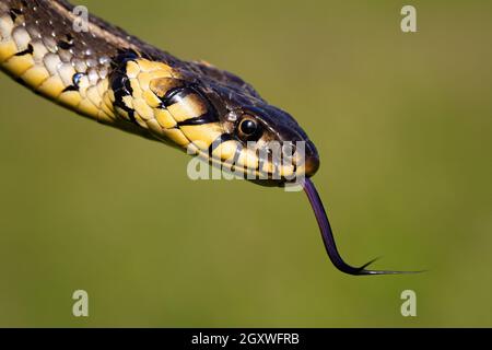 Gefährlich aussehende Grasnatter, Natrix natrix, flickende Zunge auf grün verschwommenem Hintergrund. Kopf von wilden Reptilien zischen an einem sonnigen Sommertag in der Natur Stockfoto