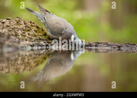 Gewöhnliche Waldtaube, columba palumbus, trinken aus Wasser am Flussufer. Grauer Vogel, der im Sommer in der Natur auf dem Boden steht. Featehred Tier lehnt über t Stockfoto