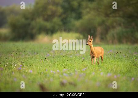 Bezaubernde Landschaft von Rehen, Capreolus capreolus, Wandern zwischen wilden Blumen. Herannahende Rehe auf grüner Wiese im Sommer. Braune weibliche Säugetier mit Stockfoto