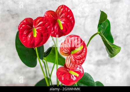 Hauspflanze Anthurium in weißem Blumentopf isoliert auf grauem Hintergrund Stockfoto