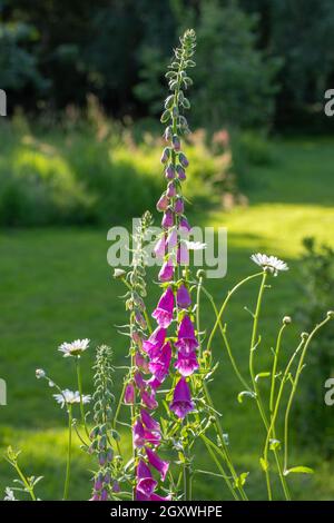 Füchshandschuhe (Digitalis purpurea). In Blüte. Ochsenaugen-Daisen, (Leucanthemum vulgare) zusammen, seitlichem Sonnenlicht. Garten, wilder Waldrand. Norfolk, großbritannien. Stockfoto