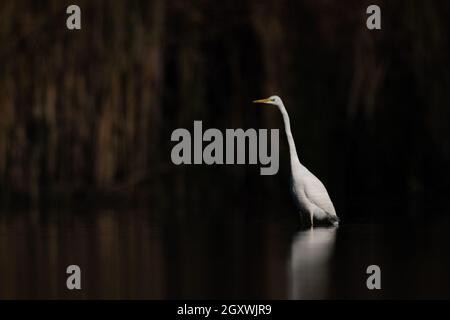 Silberreiher (Ardea alba) stehen in einem natürlichen Lebensraum in Feuchtgebieten Stockfoto