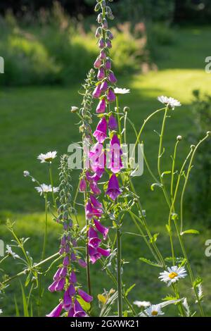 Füchshandschuhe (Digitalis purpurea). In Blüte. Ochsenaugen-Daisen, (Leucanthemum vulgare) zusammen, seitlichem Sonnenlicht. Garten, wilder Waldrand. Norfolk, großbritannien. Stockfoto