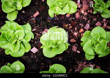 Gewächshaus Vertikale hydroponische Anbausysteme für Salat Stockfoto
