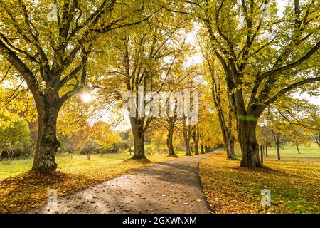 Landschaftlich reizvolle, von Bäumen gesäumte Landstraße im Herbst mit Sonne, die durch die gelben Blätter der Bäume scheint Stockfoto