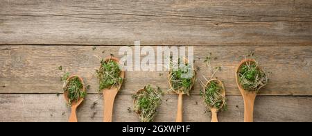 Gekeimt grüne Sprossen aus Chia, Rucola und Senf in einem Holzlöffel auf grauem Hintergrund aus alten Brettern, Draufsicht. Nützliche Ergänzung für Lebensmittel conta Stockfoto