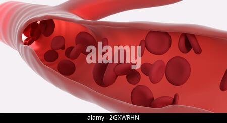 Rote Blutkörperchen, die durch die Venen fließen. Nahaufnahme von innen. 3d-Rendering. Medizin und Wissenschaft Mikrotechnologie. Weißer Hintergrund Stockfoto