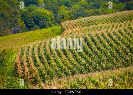 Landschaft von Maisfeldern Reihen Stockfoto