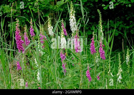 Füchshandschuhe (Digitalis purpurea). In Blüte. Gruppiert. Garten, Waldrand. Norfolk, großbritannien. Stockfoto