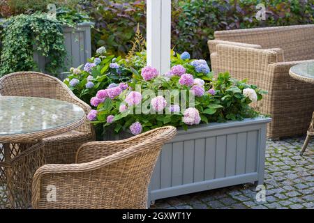 Verbringen Sie den Abend auf der Terrasse: Gartencafé oder Restaurant mit hölzernen Korbstühlen und blühenden Hortensien Stockfoto