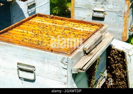 Offener Bienenstock mit Queen-excluder. Künstliche Befruchtung der Bienenkönigin. Imkerei und Königinnen halten. Sammler von Pollen auf einem Bienenstock. Stockfoto