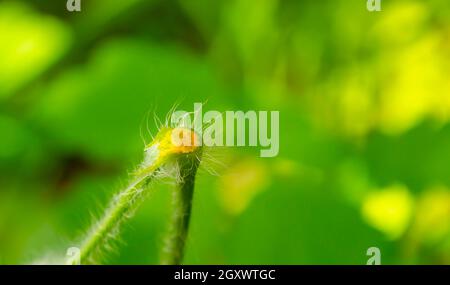 Sprout von Chelidonium majus Blättern auch bekannt:größere Zölidine, Schwalbenwürze oder Tetterwort Latex wird verwendet, um Warzen loszuwerden. Pflanzliche Heilmittel Konz Stockfoto