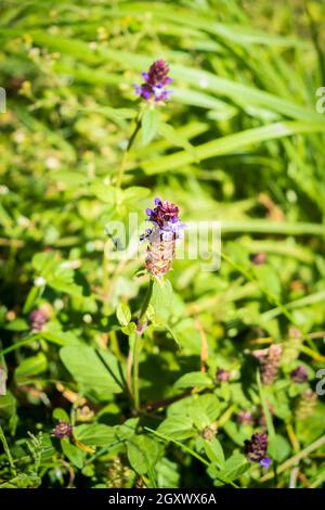 Blüten einer Selbstrauch (Prunella vulgaris). Die jungen Blätter und Stängel können roh in Salaten gegessen werden, die Pflanze als Ganzes kann gekocht und gegessen werden Stockfoto