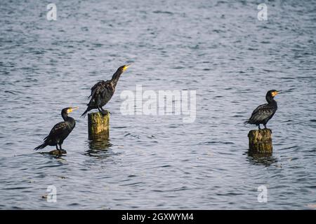 Die Gruppe der Kormorane auf den hölzernen Pfeilern Stockfoto