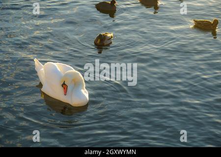 Stockholm Lira See Swan County. Drehort: Schweden, Stockholm Stockfoto