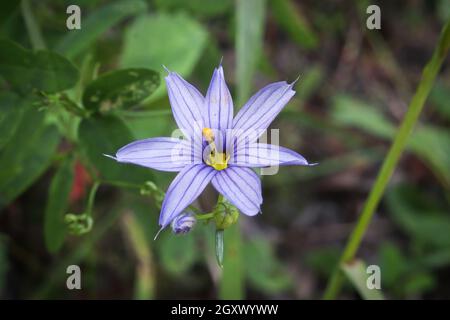 Makro einer Blume aus blauem Gras. Stockfoto