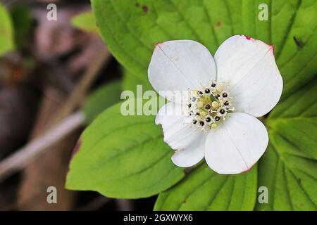 Makro von Bunchberry Dogwood in voller Blüte. Stockfoto