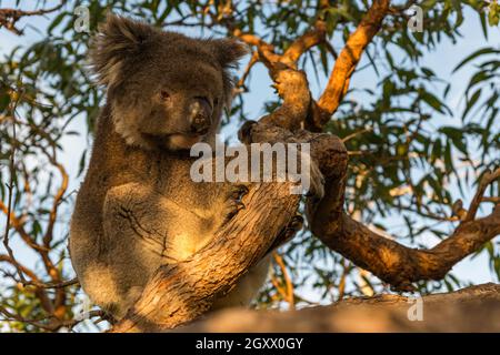 Porträt eines Koalas in einem Eukalyptusbaum, Mikkira Station, Port Lincoln, Eyre Peninsula, South Australia, Australien Stockfoto