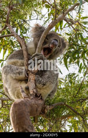 Porträt eines Koalas, der in einem Eukalyptusbaum gähnt, Mikkira Station, Port Lincoln, Eyre Peninsula, South Australia, Australien Stockfoto