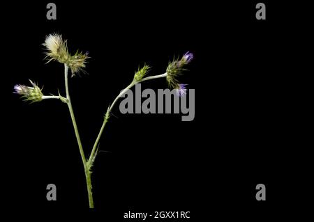 Carduus pycnocephalus, mit gebräuchlichen Namen wie italienischer Distel, italienischer Plymouth Distel und Plymouth Distel, ist eine Distelart. Es ist na Stockfoto