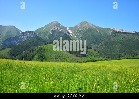 Die beiden höchsten Berge der Belianske Tatra, Havran und Zdiarska vidla. Eine gelbe Blumenwiese davor. Stockfoto