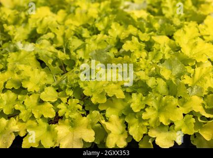 heuchera Pflanzen als sehr schöner natürlicher Hintergrund Stockfoto