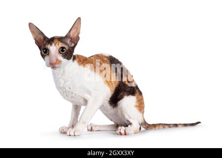 Niedliche kleine Tortie mit weißen Cornish Rex Katzenkätzchen, sitzend Seitenwege. Mit großen Augen auf die Kamera schauen. Isoliert auf weißem Hintergrund. Stockfoto