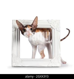 Niedliches kleines Tortie mit weißem Cornish Rex Katzenkätzchen, das durch den weißen Bilderrahmen steht. Mit großen Augen auf die Kamera schauen. Isoliert auf einem weißen Stockfoto