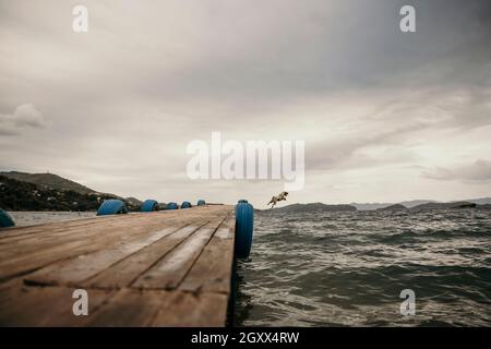 Netter Hund, der vom Hafenmole ins Meer springt Stockfoto