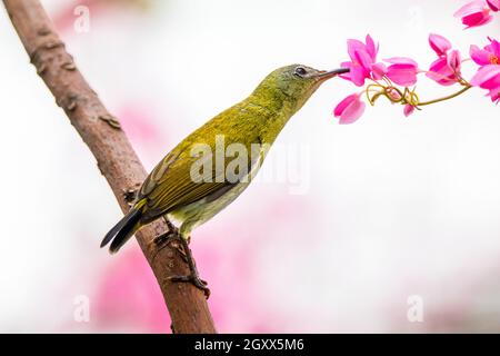 Nahaufnahme eines olivgrünen Sonnenvogels auf einem Zweig in Indonesien Stockfoto