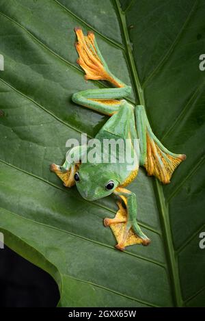 Grüne weibliche fliegende Baumfrosch auf einem Blatt sitzend, Indonesien Stockfoto