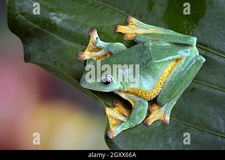Grüne weibliche fliegende Baumfrosch auf einem Blatt sitzend, Indonesien Stockfoto
