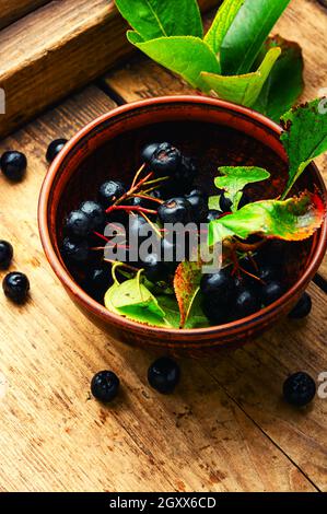 Trauben von frischer Apfelbeere. Kräutermedizin und Homöopathie Stockfoto