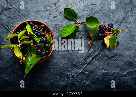 Trauben von frischer Apfelbeere. Kräutermedizin und Homöopathie Stockfoto