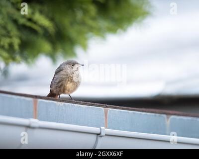 Junger schwarzer Rottanz sitzt auf dem Dach einer Scheune Stockfoto