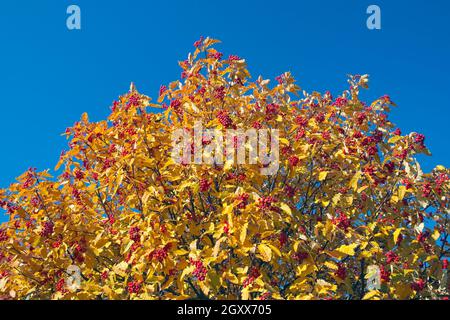 Sorbus × hybrida Herbstblätter und Beeren gegen blauen Himmel, Finnland Stockfoto