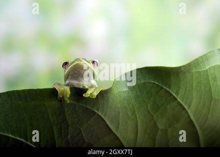 Malaiischer Baumfrosch, der über den Rand eines Anthurium-Blattes, Indonesien, guckt Stockfoto