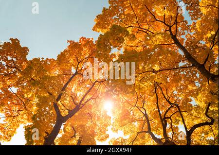 Erstaunliche Ahornbäume und Sonnenlicht mit blauem Himmel während des warmen Herbsttages. Landschaft mit gelbem hellem Ahornfolliage Stockfoto