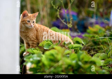 Porträt einer Ingwerkatze, die in einem Garten steht, Irland Stockfoto