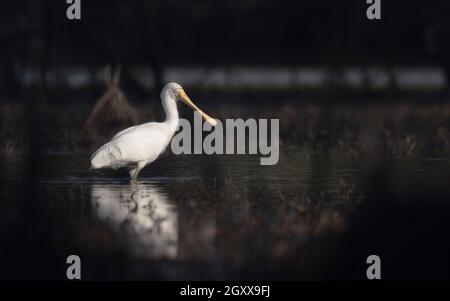 Gelbschnabeliger Löffler (Platalea flavipes), der bei Sonnenuntergang im Wasser watete, Australien Stockfoto