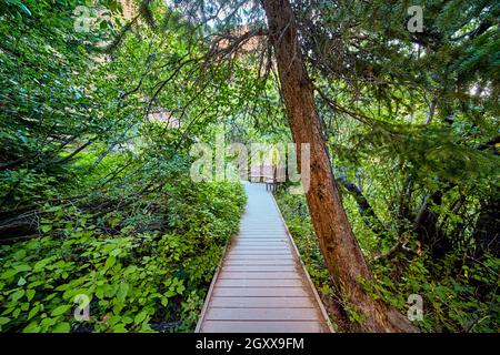 Boardwalk Trail mit Bänken durch dichten Wald und Überwuchs Stockfoto