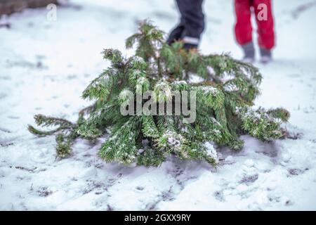 Ein gefällte Weihnachtsbaum liegt im Schnee. Vorbereitung auf das neue Jahr und Weihnachten Stockfoto