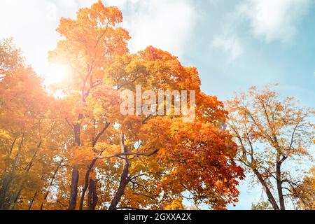 Erstaunliche Ahornbäume und Sonnenlicht mit blauem Himmel während des warmen Herbsttages. Landschaft mit gelbem hellem Ahornfolliage Stockfoto