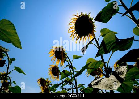 Ein Blick von Unten auf Blühende Sonnenblumen. Sonnenblumenfeld Stockfoto