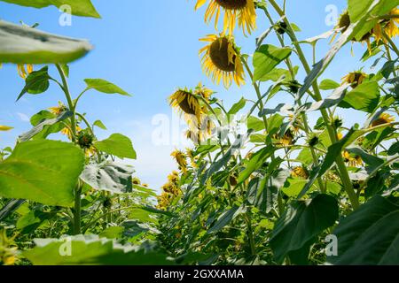 Ein Blick von Unten auf Blühende Sonnenblumen. Sonnenblumenfeld Stockfoto