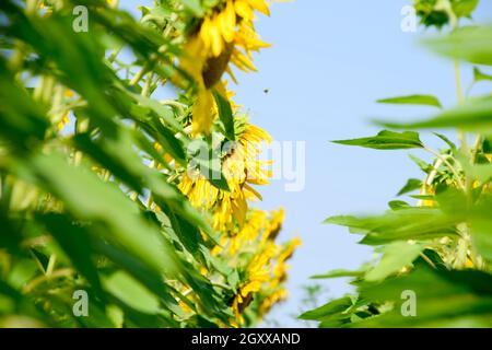 Ein Blick von Unten auf Blühende Sonnenblumen. Sonnenblumenfeld Stockfoto