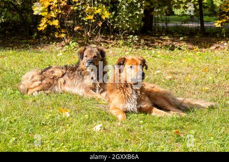 Zwei große Hunde auf dem Gras, Hunde mit braunem, rotem Fell, die am Stadtpark liegen, Putsch- oder Cur-Hund Stockfoto