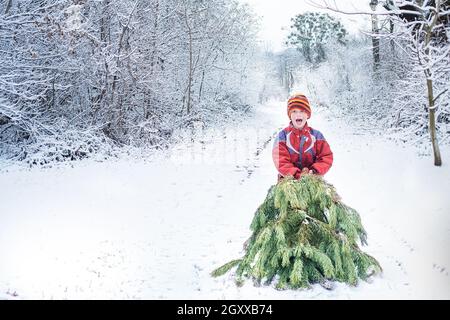 Ein glückliches Kind zieht einen Weihnachtsbaum für die Winterferien durch einen schneebedeckten Wald. Vorbereitung auf Weihnachten und Neujahr. Feiertagsstimmung Stockfoto