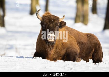 Phlegmatischer europäischer Bison, Bison bonasus, der bei sonnigem Wetter im Schnee ruht. Im Winter ruhig und klug auf dem Boden im Wald gelegen. Helles Foto von e Stockfoto